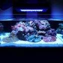 DALLE D'ECLAIRAGE POUR AQUARIUM - 165W LED -220V - BLANC BLEU - LEVER ET COUCHER DE SOLEIL REEF CORAIL RECIF